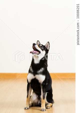 Black shinba Black shinba 10086201