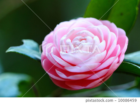Camellia Camellia 10086459