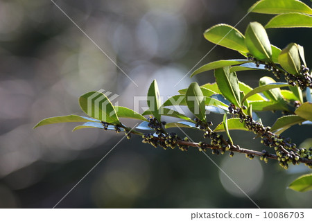 Hisakaki帶著芽 Hisakaki帶著芽 10086703