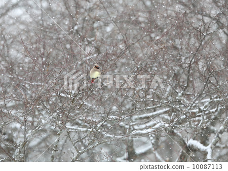 哈倫賈克在雪地裡 10087113
