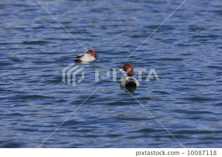 紅頭潛鴨 10087118