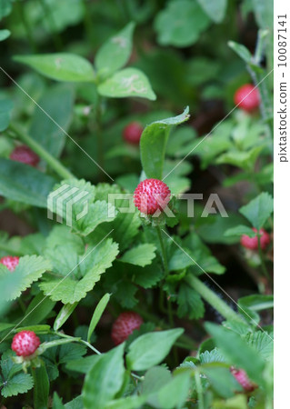 Nabe蛇草莓刺蛇蛇草莓蛇它大約是草莓的兩倍大小。 10087141