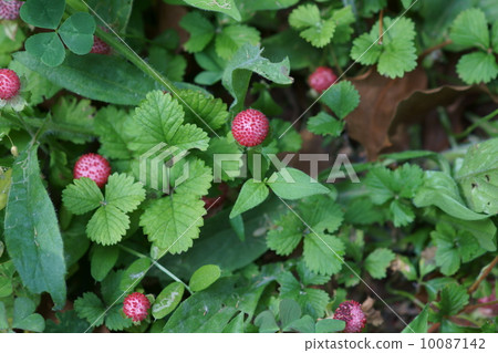 Nabe蛇草莓刺蛇蛇草莓蛇它大約是草莓的兩倍大小。 10087142