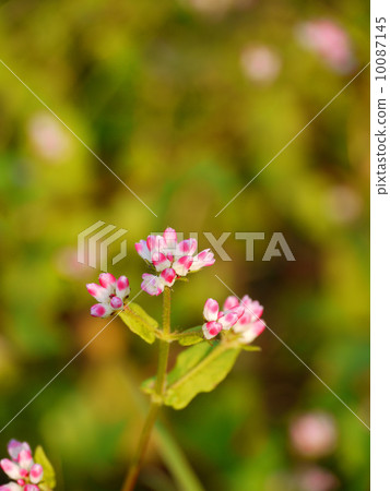 Akinounagitsukami 10087145