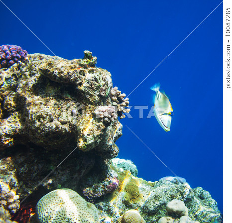 Coral fish Coral fish 10087285