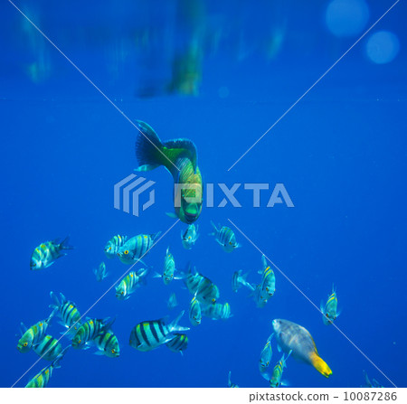 Coral fish Coral fish 10087286