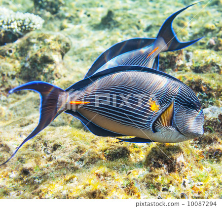 Coral fish Coral fish 10087294