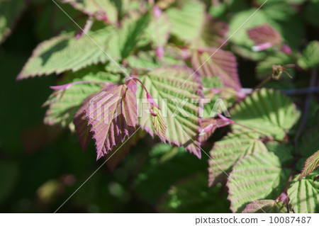 Hinaki Mizuki Hyuga sprouts sprout 10087487