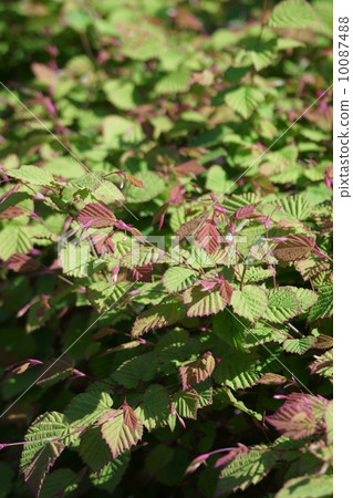 Hinaki Mizuki Hyuga sprouts sprout 10087488