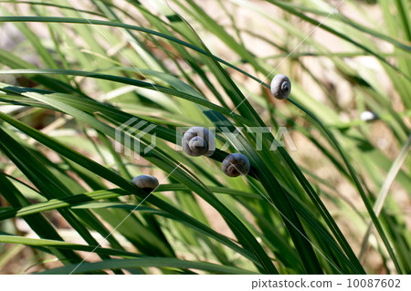 White Garden Snails On Grass 10087602