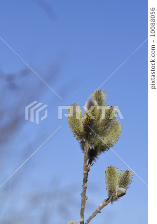 Felines (cat Yanagi) Felines (cat Yanagi) 10088056