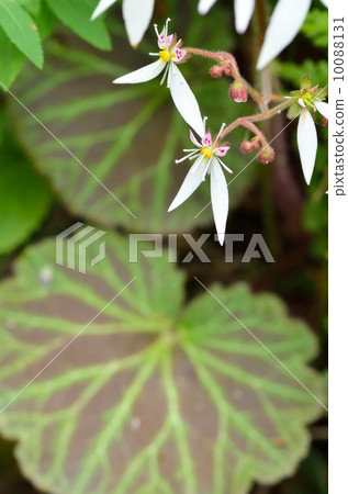 虎耳草 虎耳草 10088131