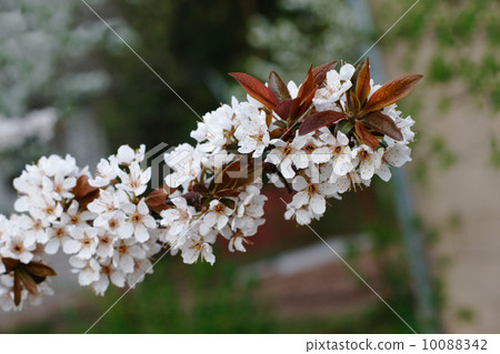 white cherry flowers on spring time white cherry flowers on spring time 10088342