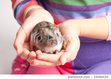 Djungarian hamster in girl hand 10088430