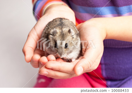 Djungarian hamster in girl hand 10088433