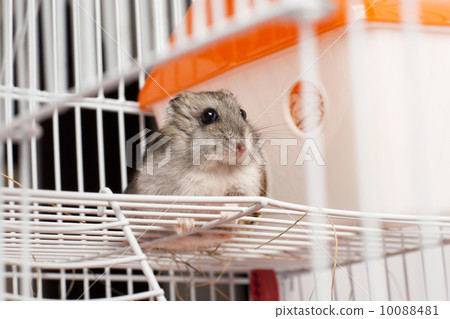 Djungarian hamster in a cage 10088481
