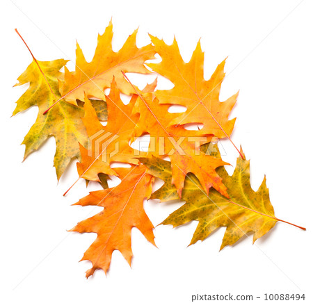 heap of yellow autumn leaves 10088494