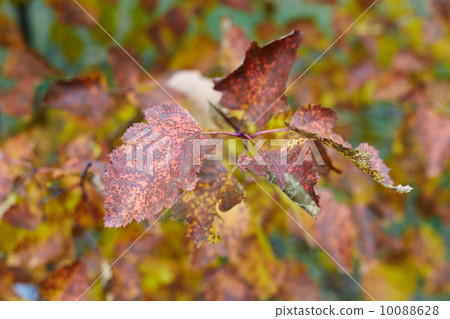 Yellow maple leaves background Yellow maple leaves background 10088628