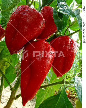 red peppers red peppers 10088629