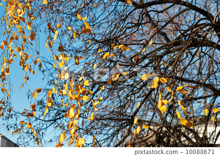 Autumn leaves on the blue sky background Autumn leaves on the blue sky background 10088671