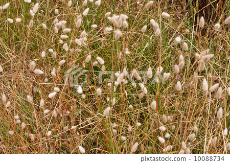 Provence plants in the wild. 10088734