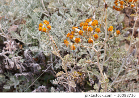 Provence plants in the wild. 10088736