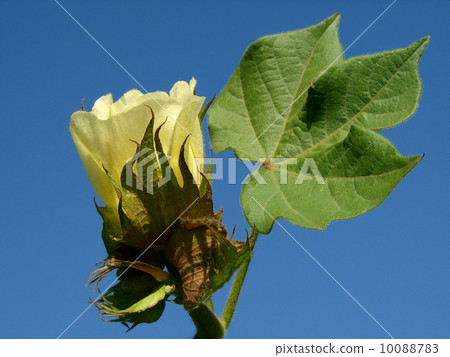 cotton flower 10088783