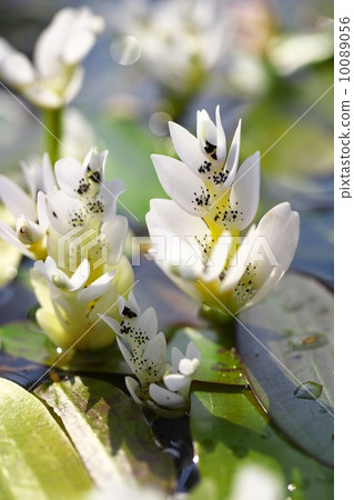 Mizusanzashi 10089056