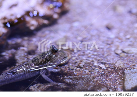 Mudskipper 'Periophthalmus Argentilineatus' Mudskipper 'Periophthalmus Argentilineatus' 10089237