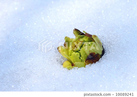 春天的雪和虹鱒魚 10089241