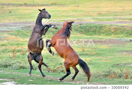 Horses fighting Horses fighting 10089342