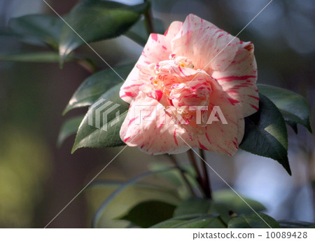 Variegated camellia Variegated camellia 10089428