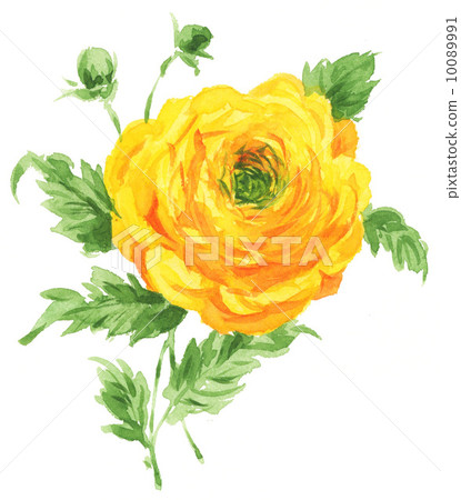 毛茛屬植物 水彩畫 花朵 10089991