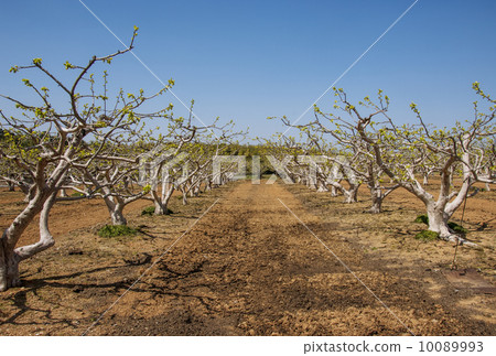 柿子樹圖像材料果樹園 10089993