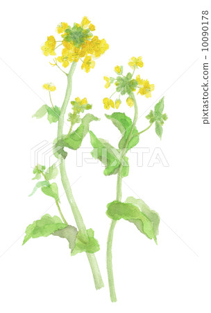 強姦開花 強姦開花 10090178