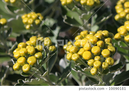 Isogic花 Isogic花 10090181