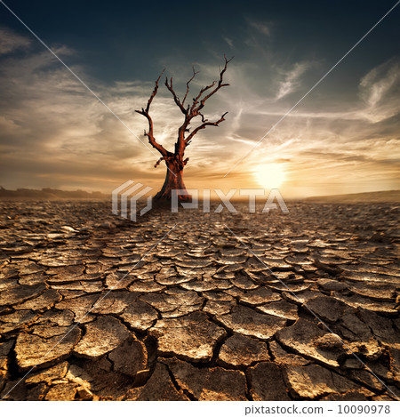 Global warming concept. Lonely dead tree at desert 10090978