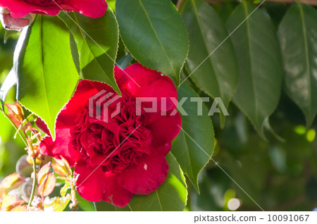 山茶花·南坂深紅 10091067