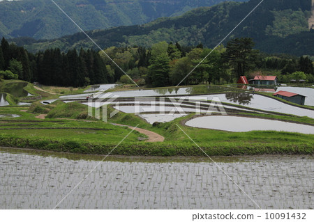水稻梯田春天,水稻種植的開始 水稻梯田春天,水稻種植的開始 10091432