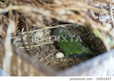 young green parrot 10091697