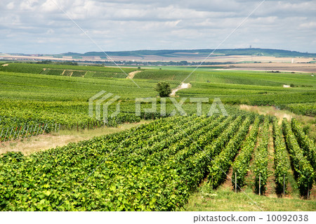 Vineyard landscape, Montagne de Reims, France 10092038