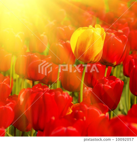 sunny field of tulips sunny field of tulips 10092057