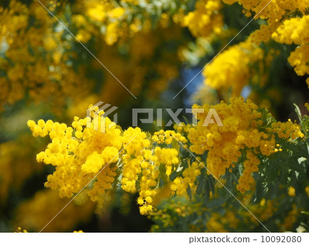 Ginkgo acacia flowers 10092080