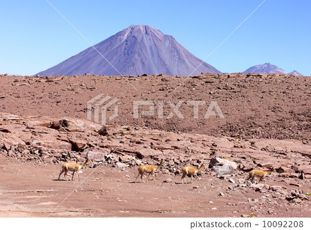 南部安第斯山脈的Licang棲息在Cabour火山和安第斯山脈高地的野生Vicuña南部 10092208