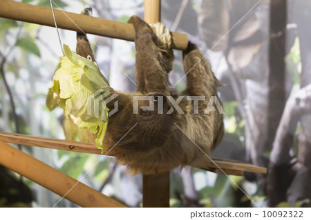 Sloth 10092322