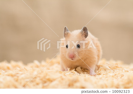 Kinkuma hamster standing on sawdust 10092323