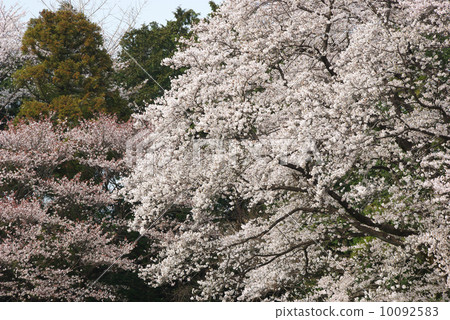 吉野櫻花盛開 10092583