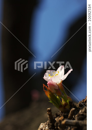 Cherry blossoms (Somei Yoshino) 10092584