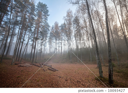 Forest clearing with logs in autumnal foggy morning Forest clearing with logs in autumnal foggy morning 10093427
