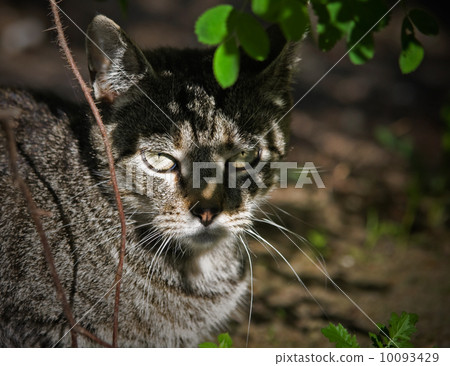 cat in the nature cat in the nature 10093429